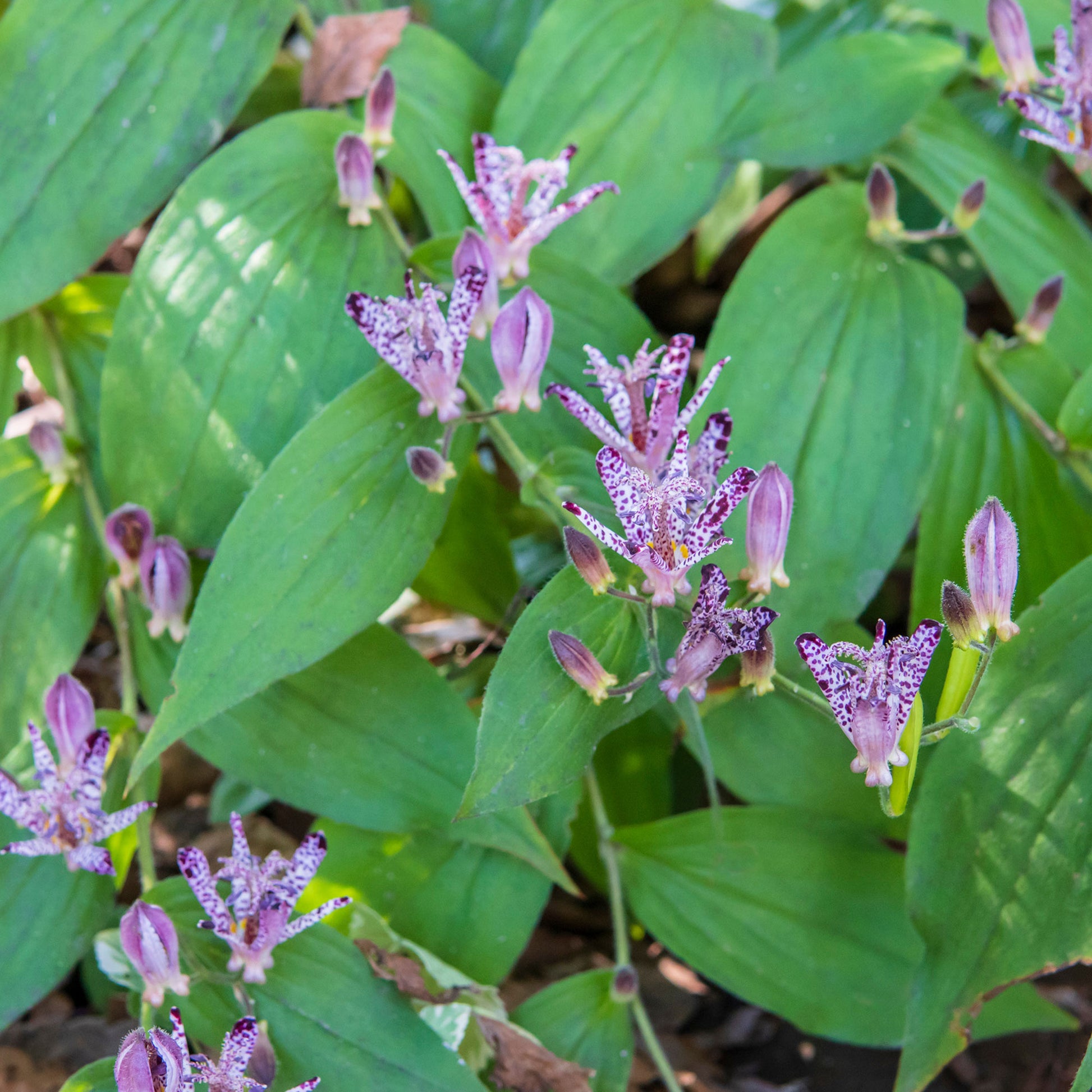 Verkauf Krötenlilie - Tricyrtis hirta