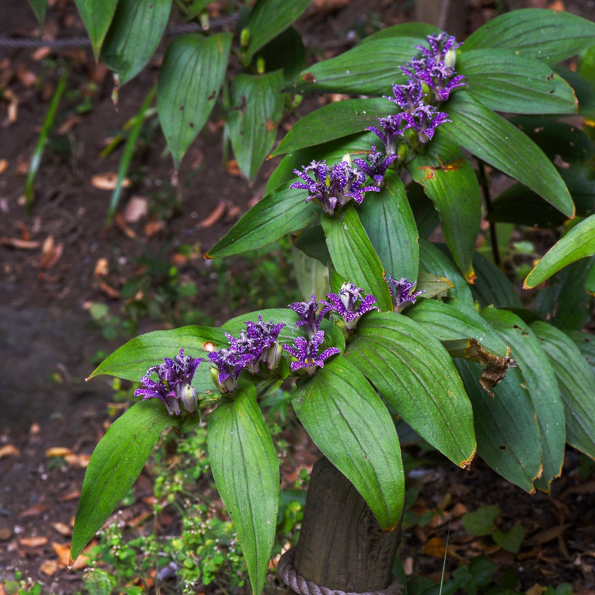 Stauden - Krötenlilie - Tricyrtis hirta