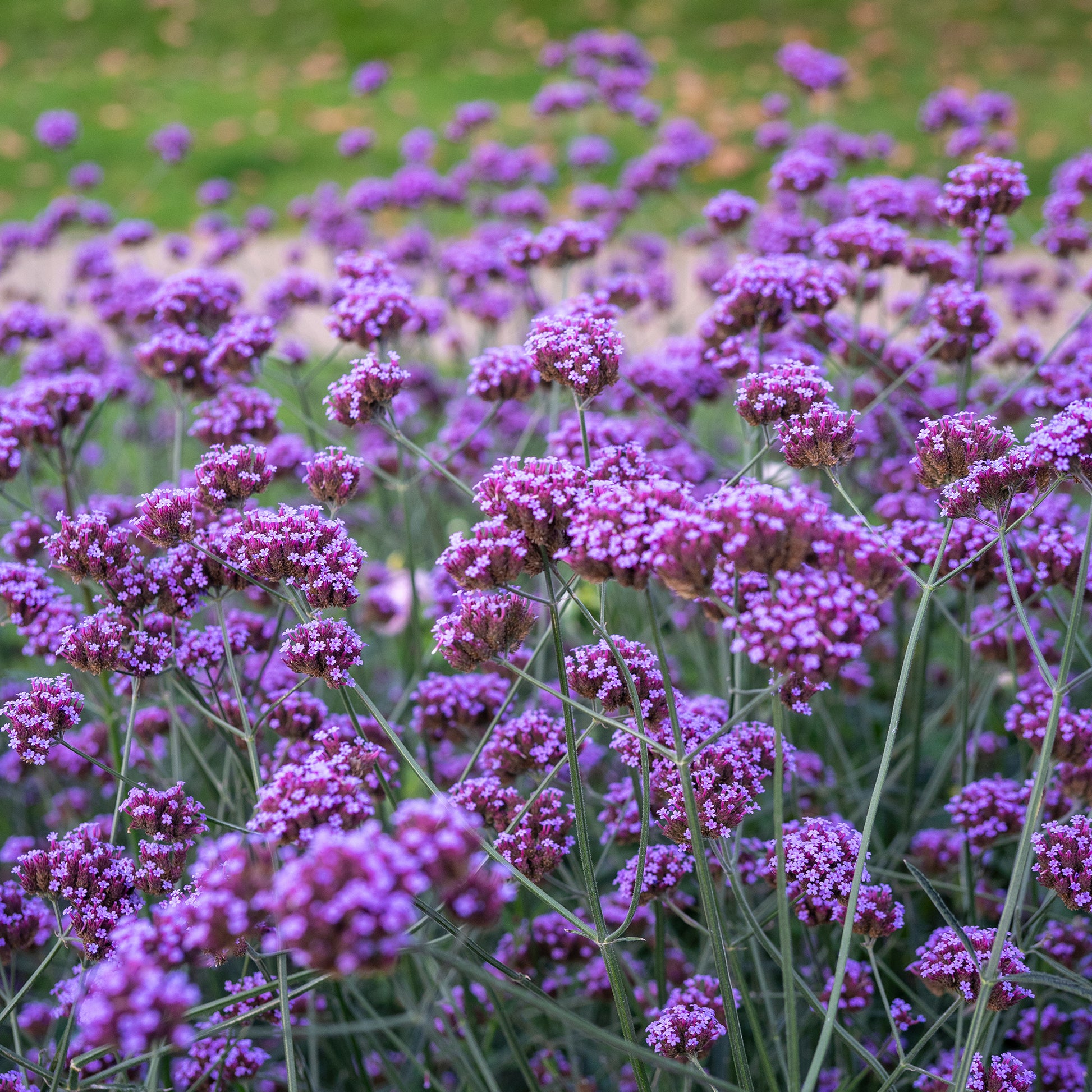 Eisenkraut - Patagonisches Eisenkraut - Verbena bonariensis