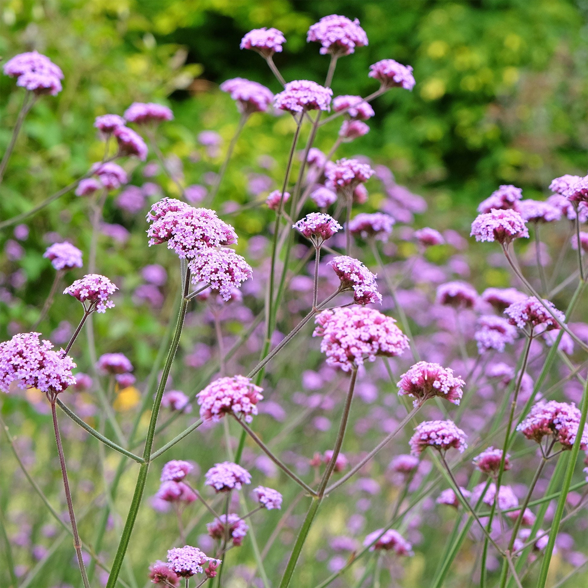 Verkauf Patagonisches Eisenkraut - Verbena bonariensis