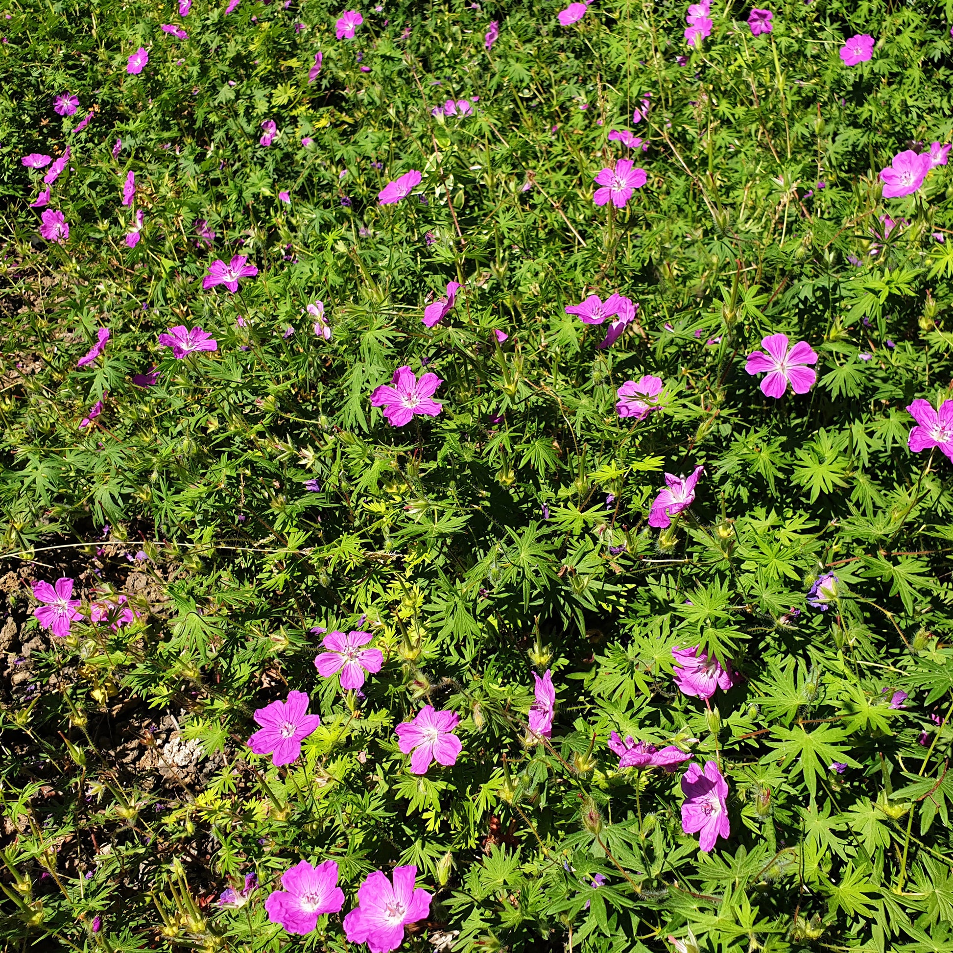 Sumpf-Storchschnabel - Geranium palustre - Bakker