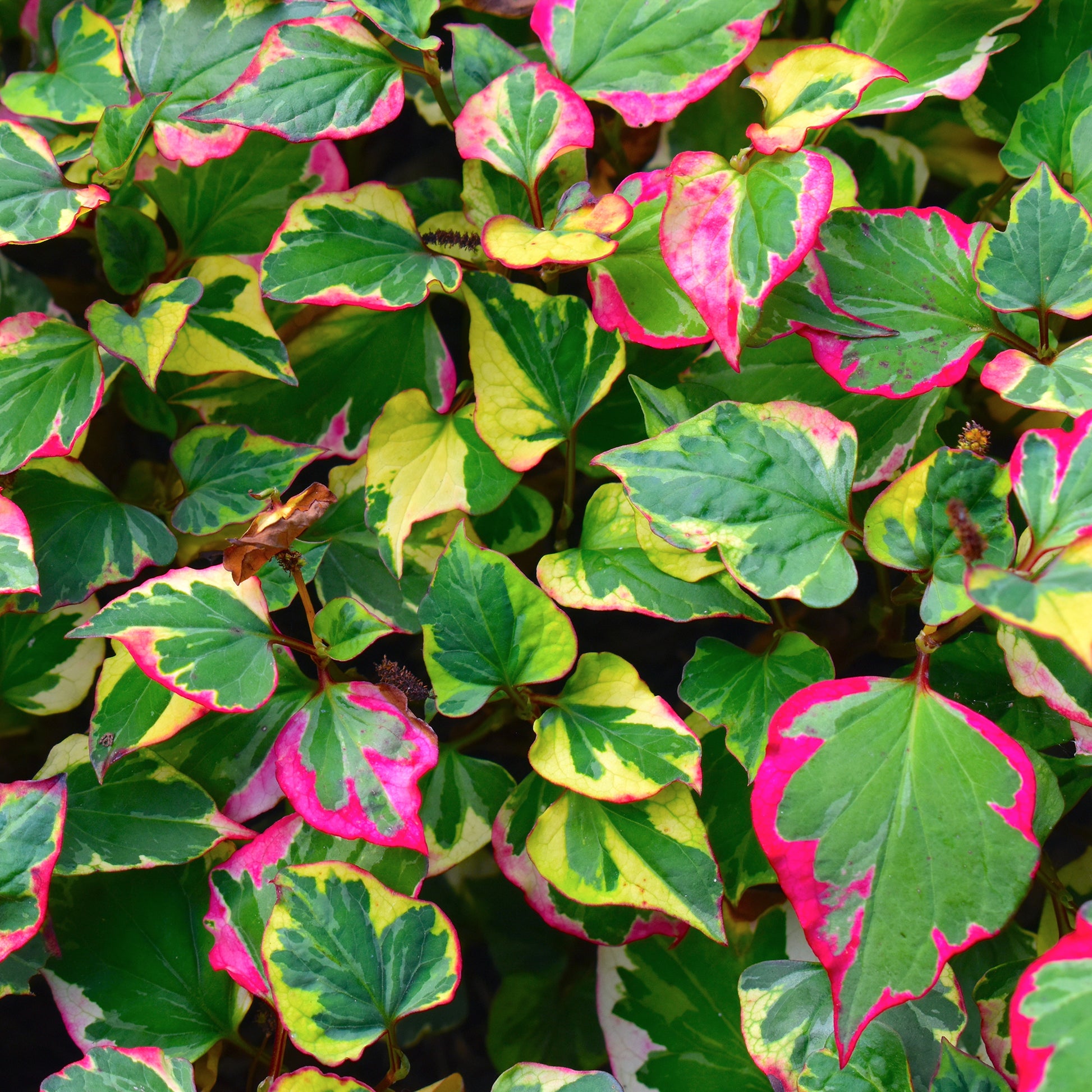 Houttuynia cordata chameleon - Bunter Eidechsenschwanz 'Chameleon' - Alle Teichpflanzen