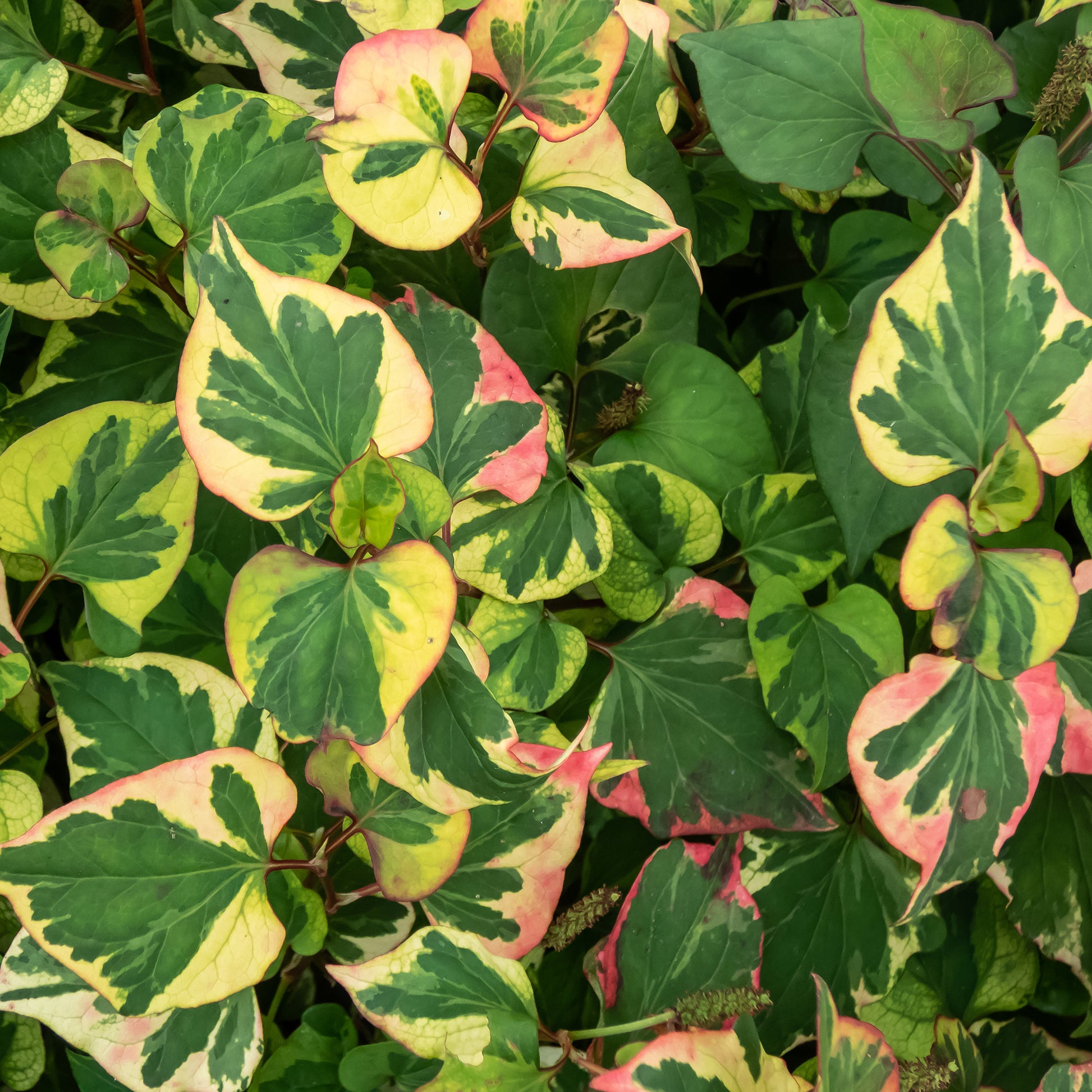 Alle Teichpflanzen - Bunter Eidechsenschwanz 'Chameleon' - Houttuynia cordata chameleon