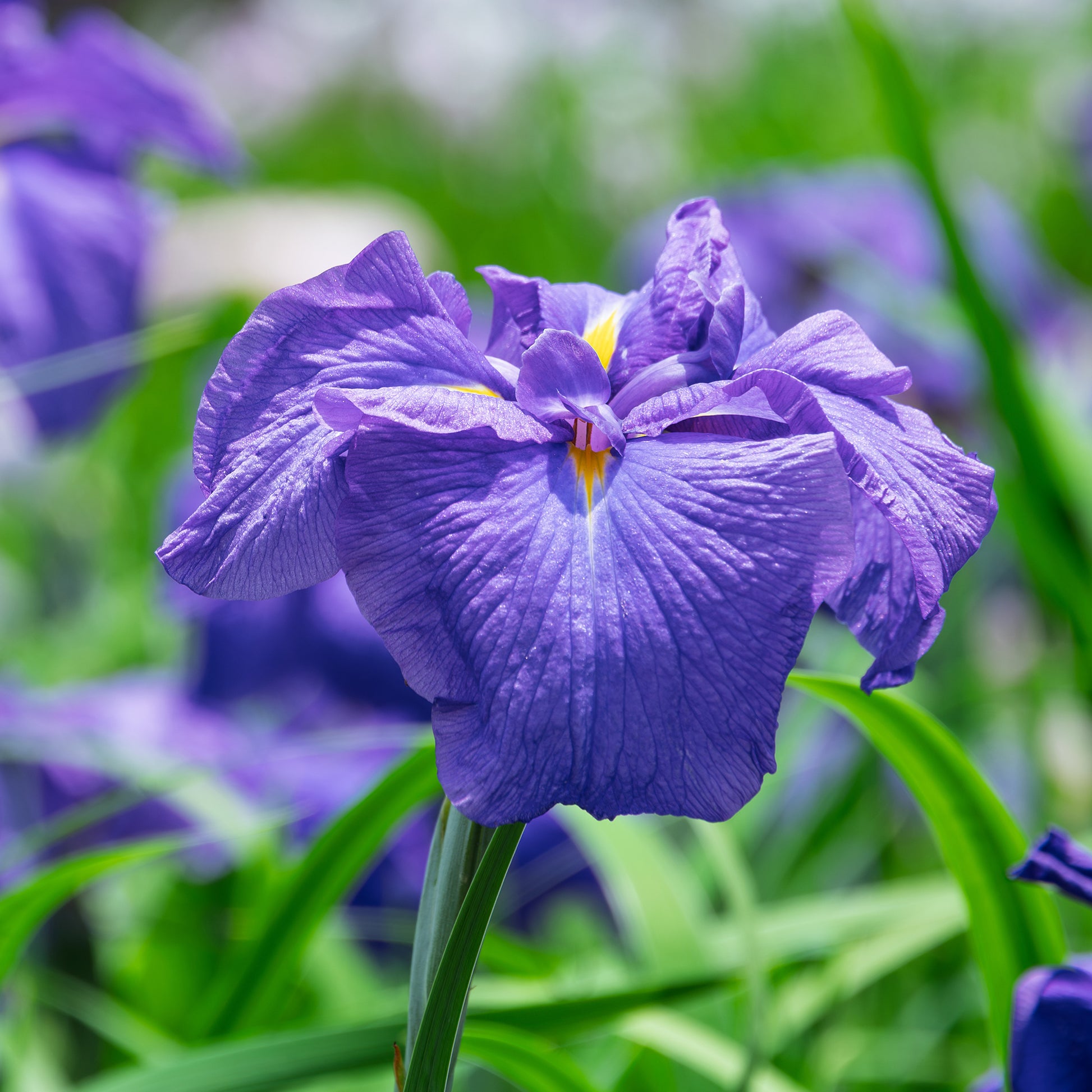 Japanische Schwertlilie - Iris kaempferi - Bakker