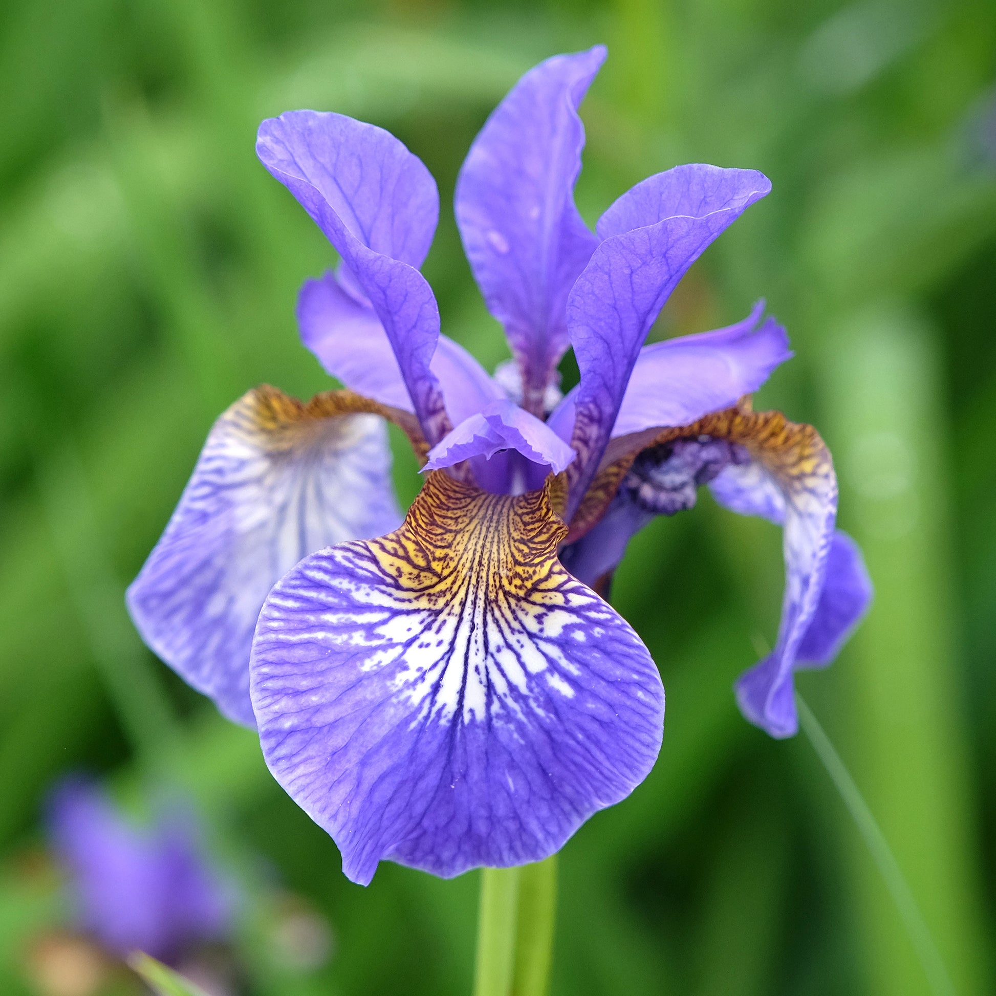 Verkauf Sibirische Schwertlilie - Iris sibirica