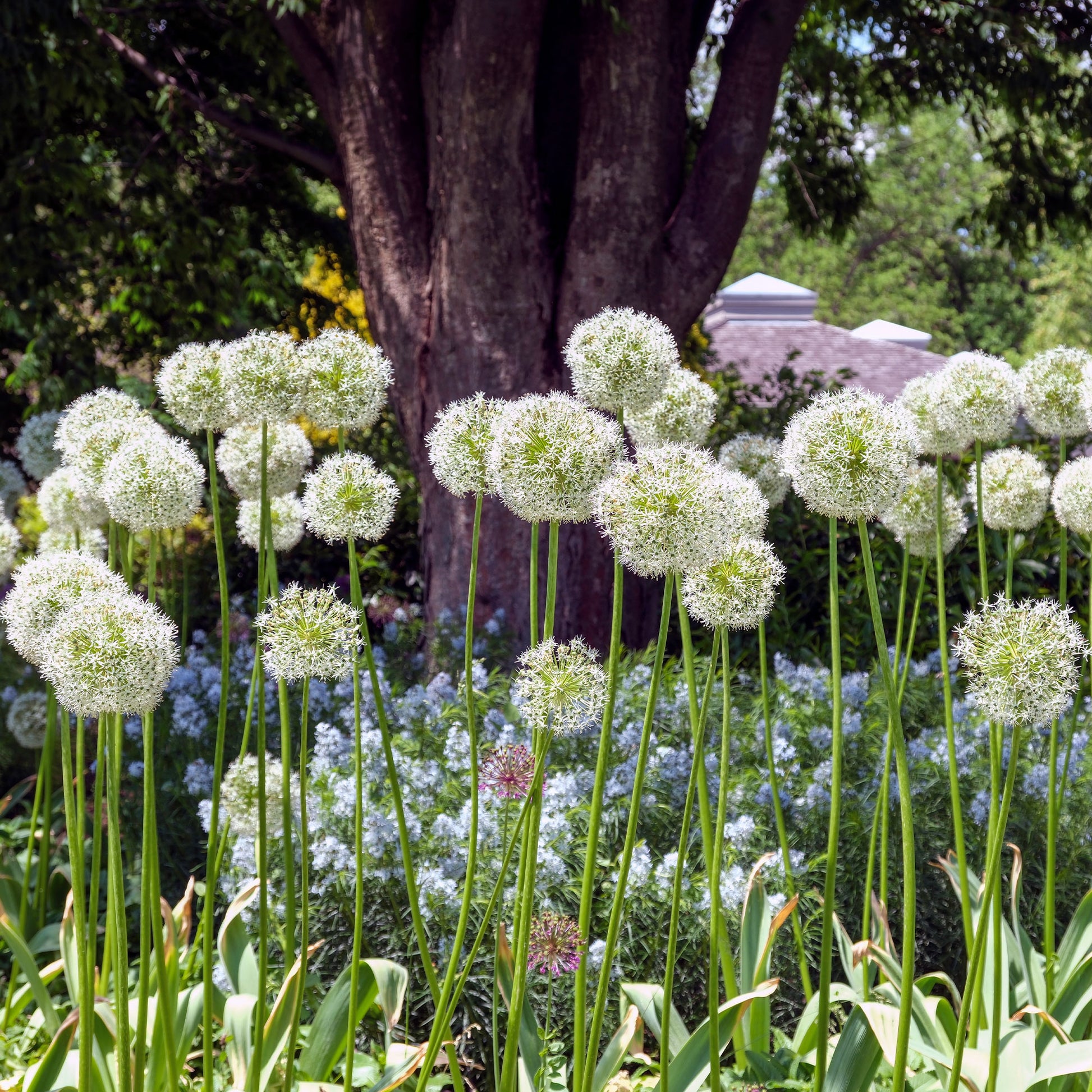 Allium-Zwiebeln - Zierlauch 'Mount Everest' (x2) - Allium stipitatum mount everest