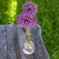 Verkauf Zierlauch 'Purple Sensation' (x10) - Allium aflatunense Purple Sensation