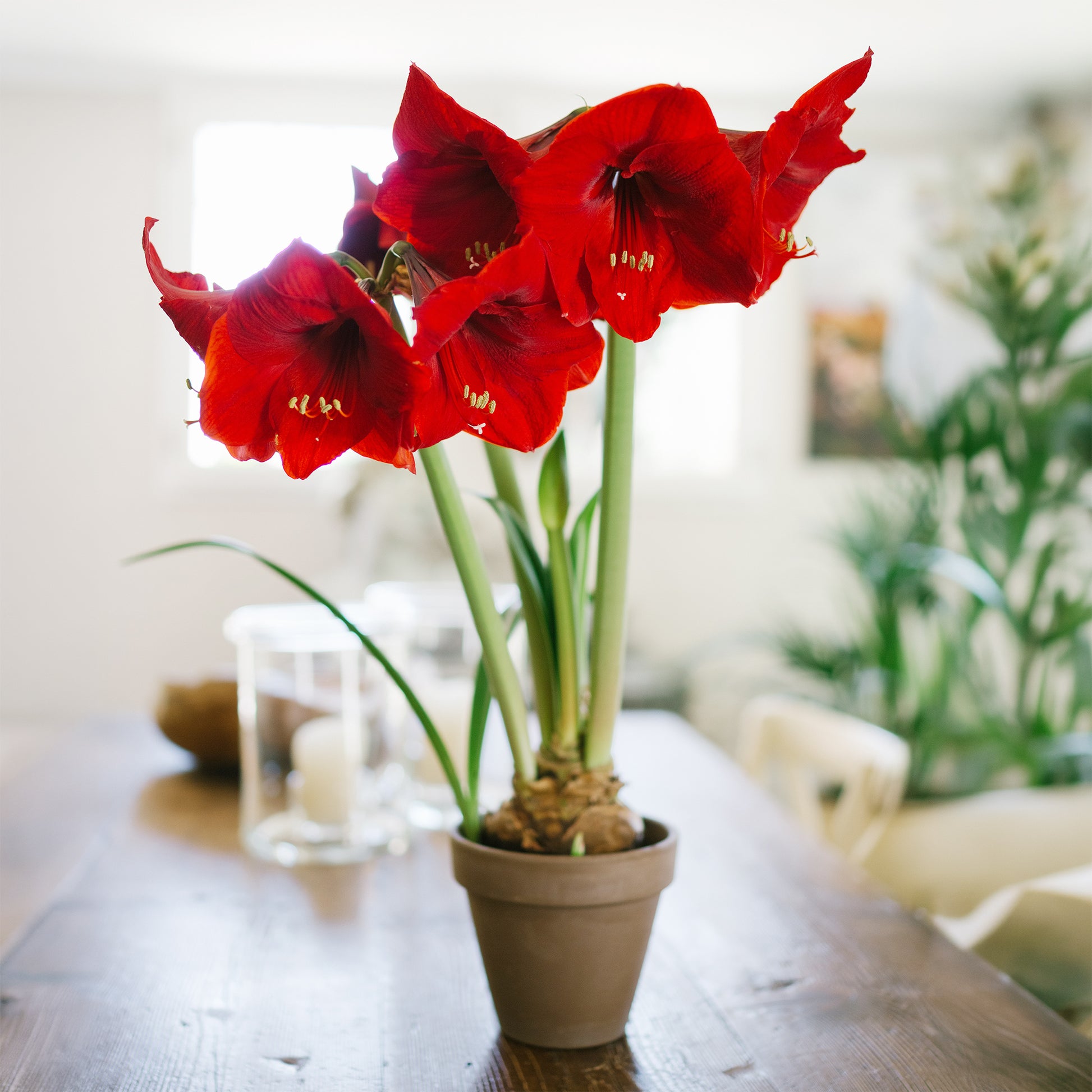 Amaryllis red lion - Ritterstern ‘Red Lion’ - Amaryllis-Zwiebeln