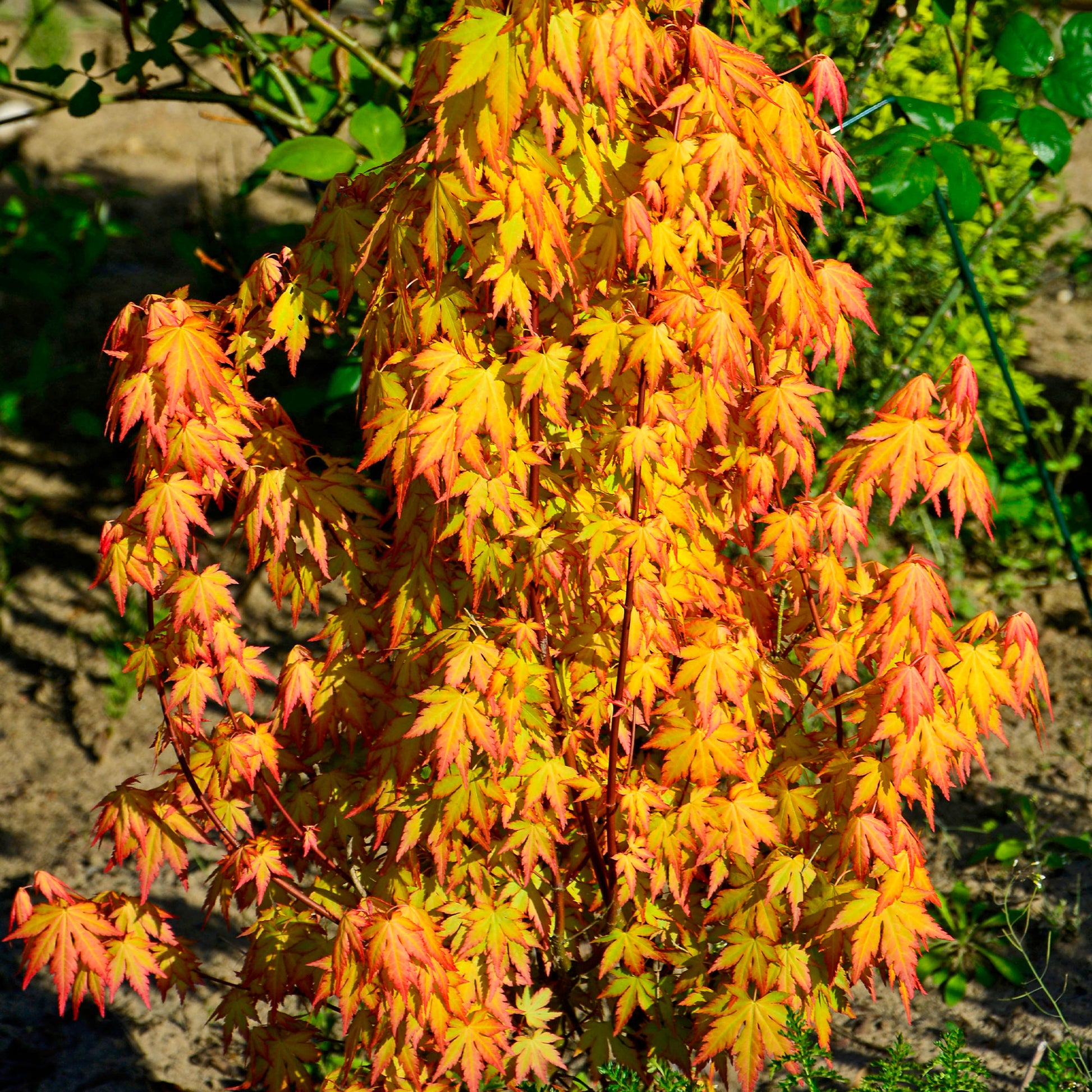 Acer palmatum Katsura - Fächerahorn 'Katsura' - Japanischer Ahorn