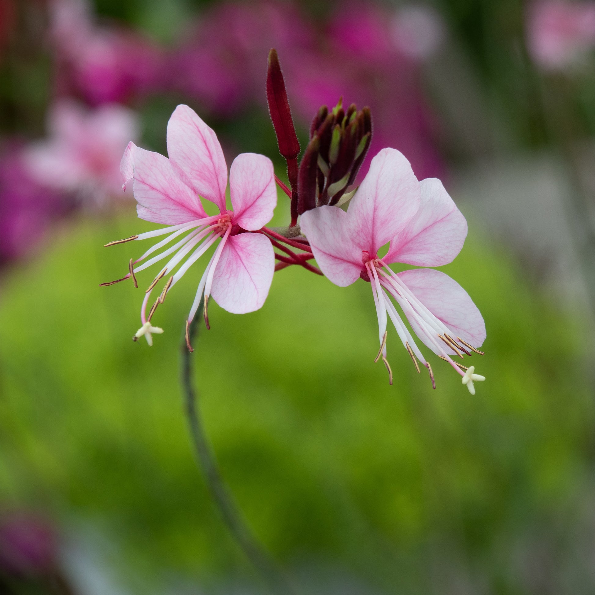 Gaura lindheimeri siskiyou pink - Lindheimers Prachtkerze 'Siskiyou Pink' - Gaura