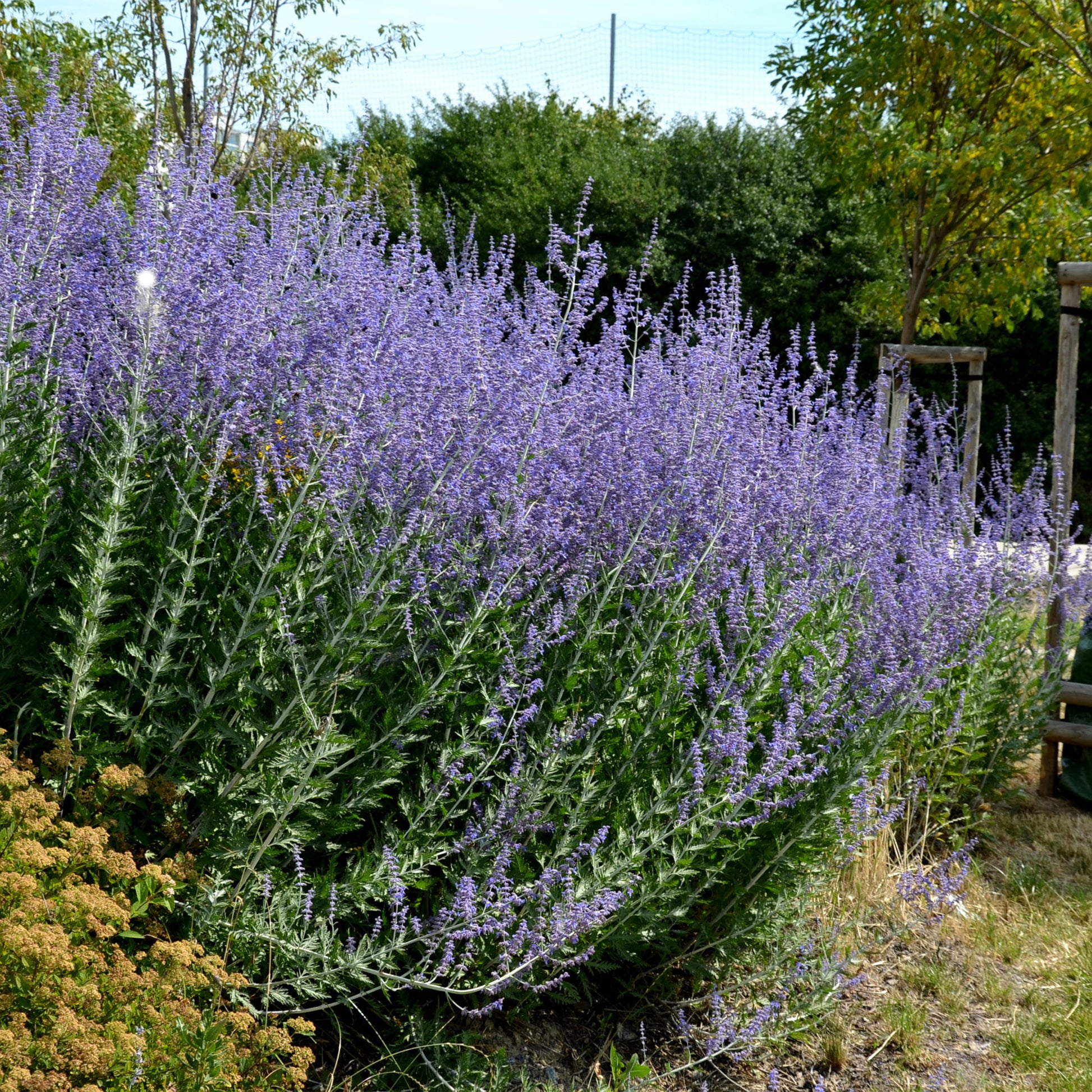 Perovskia atriplicifolia blue spire - Blauraute 'Blue Spire' - Salbei