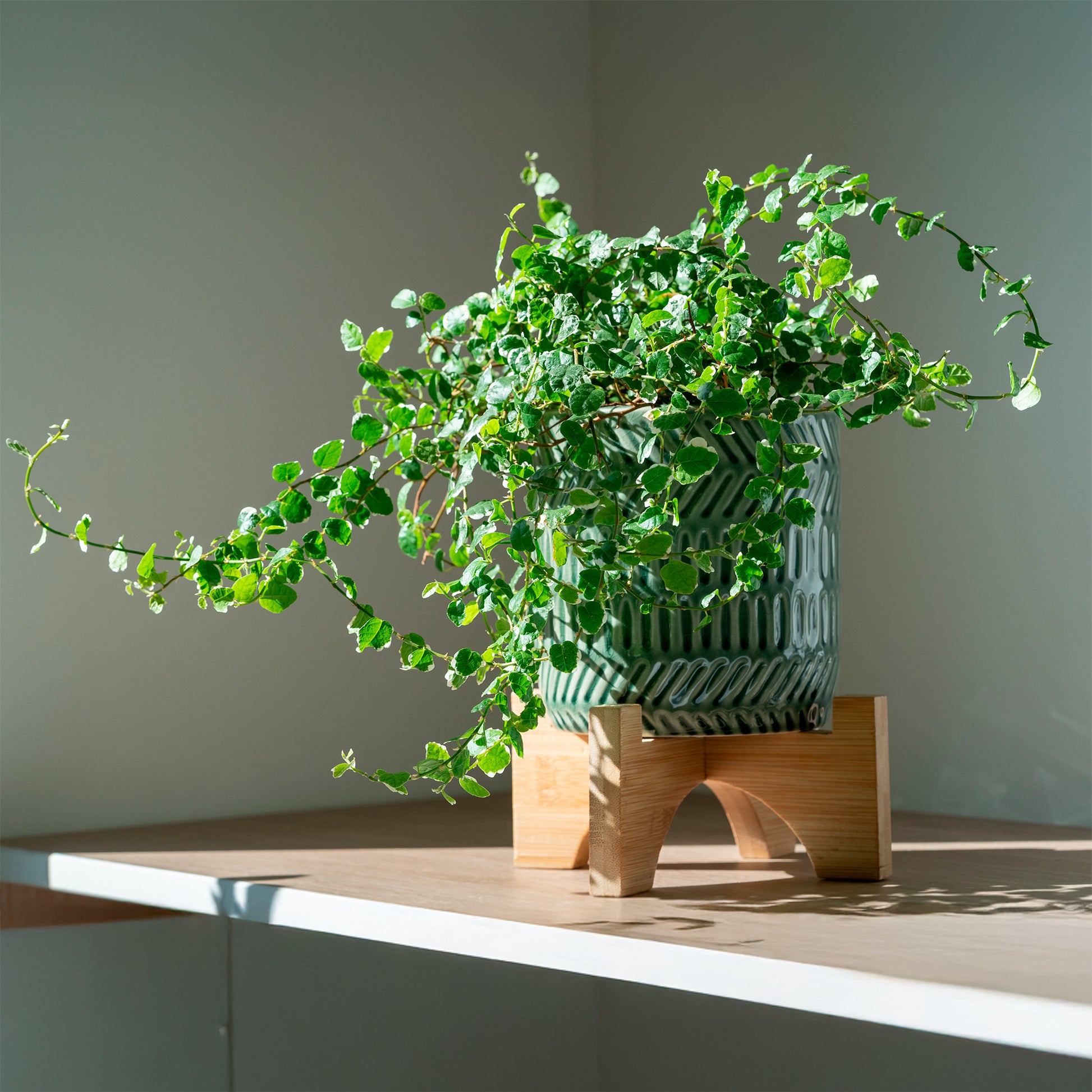 Kletterfeige 'White Sunny' - Ficus pumila white sunny - Bakker