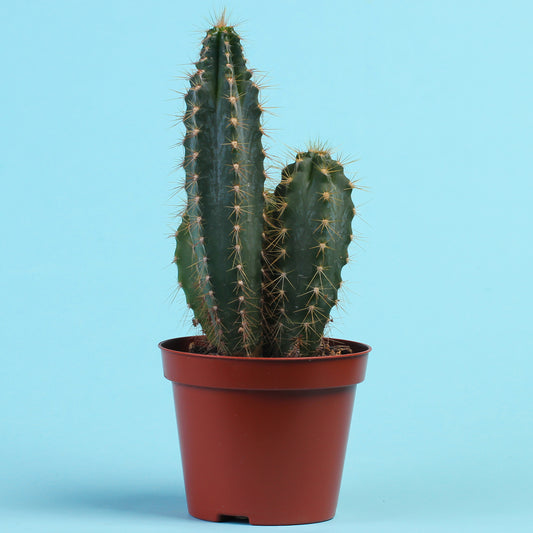 Kaktus 'Chichipe' - Bakker