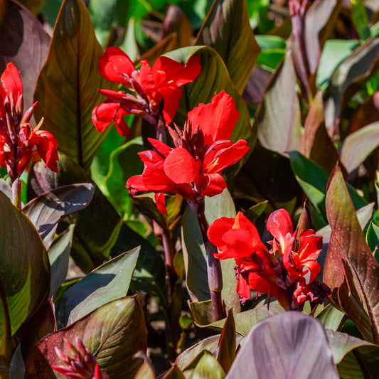 Indisches Blumenrohr 'Red Futurity' (x2) - Bakker