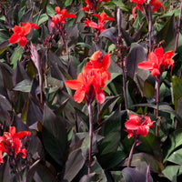 Canna - Blumenrohr - Indisches Blumenrohr 'Red Futurity' (x2) - Canna 'red futurity'