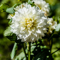 Dahlie 'Fleurel' (x3) - Dahlia 'fleurel' - Bakker