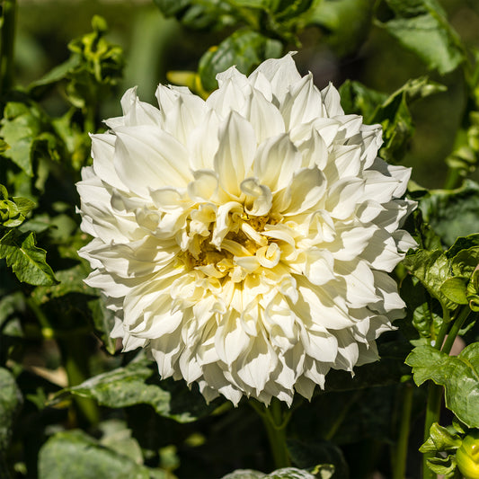 Dahlie 'Fleurel' (x3) - Bakker