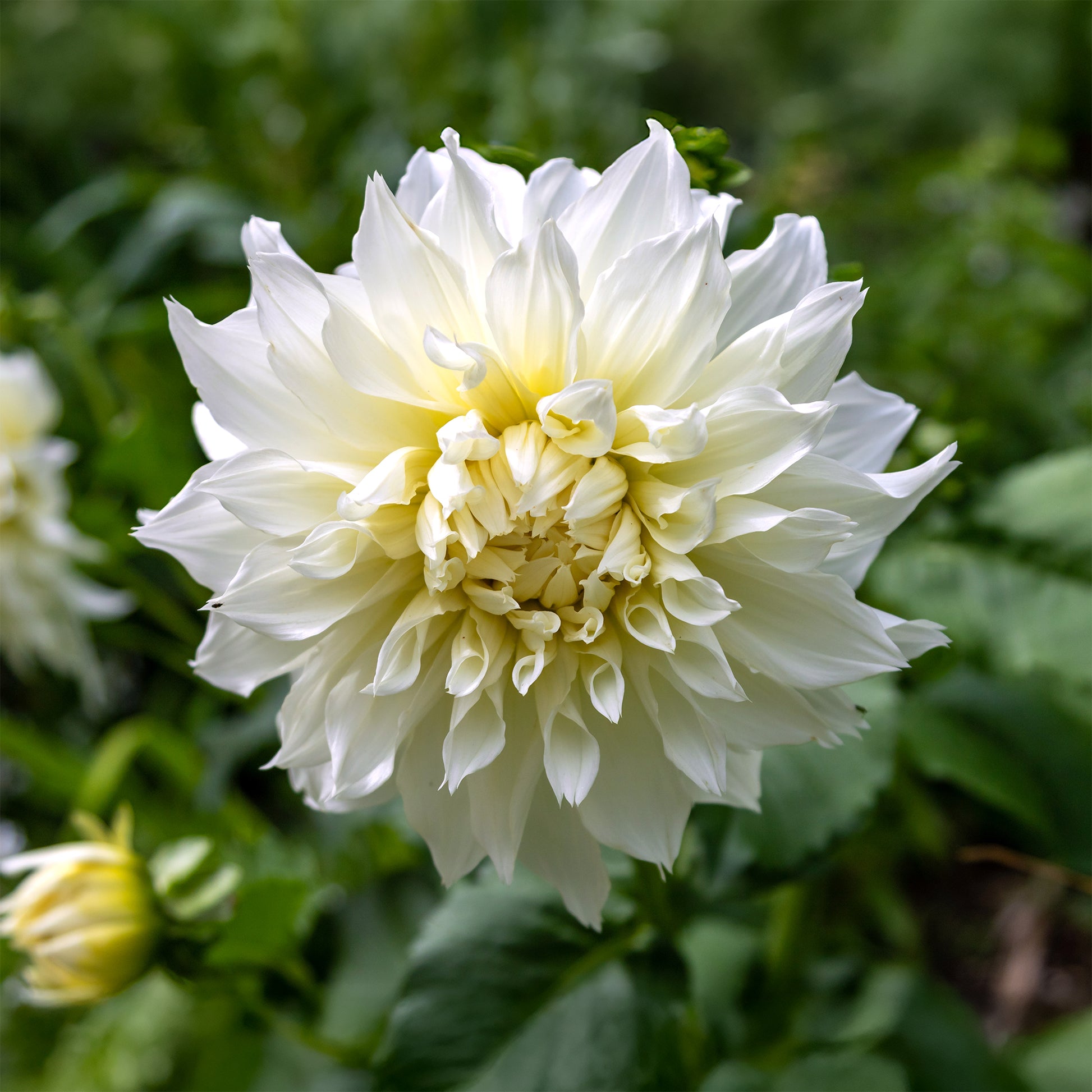 Dahlia 'fleurel' - Dahlie 'Fleurel' (x3) - Dahlien-Zwiebeln