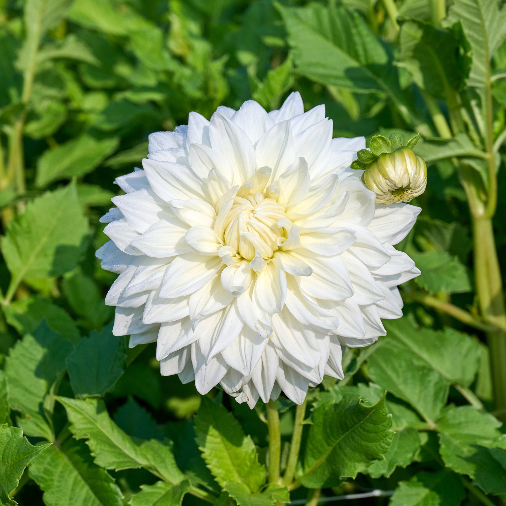 Dahlien-Zwiebeln - Dahlie 'Fleurel' (x3) - Dahlia 'fleurel'