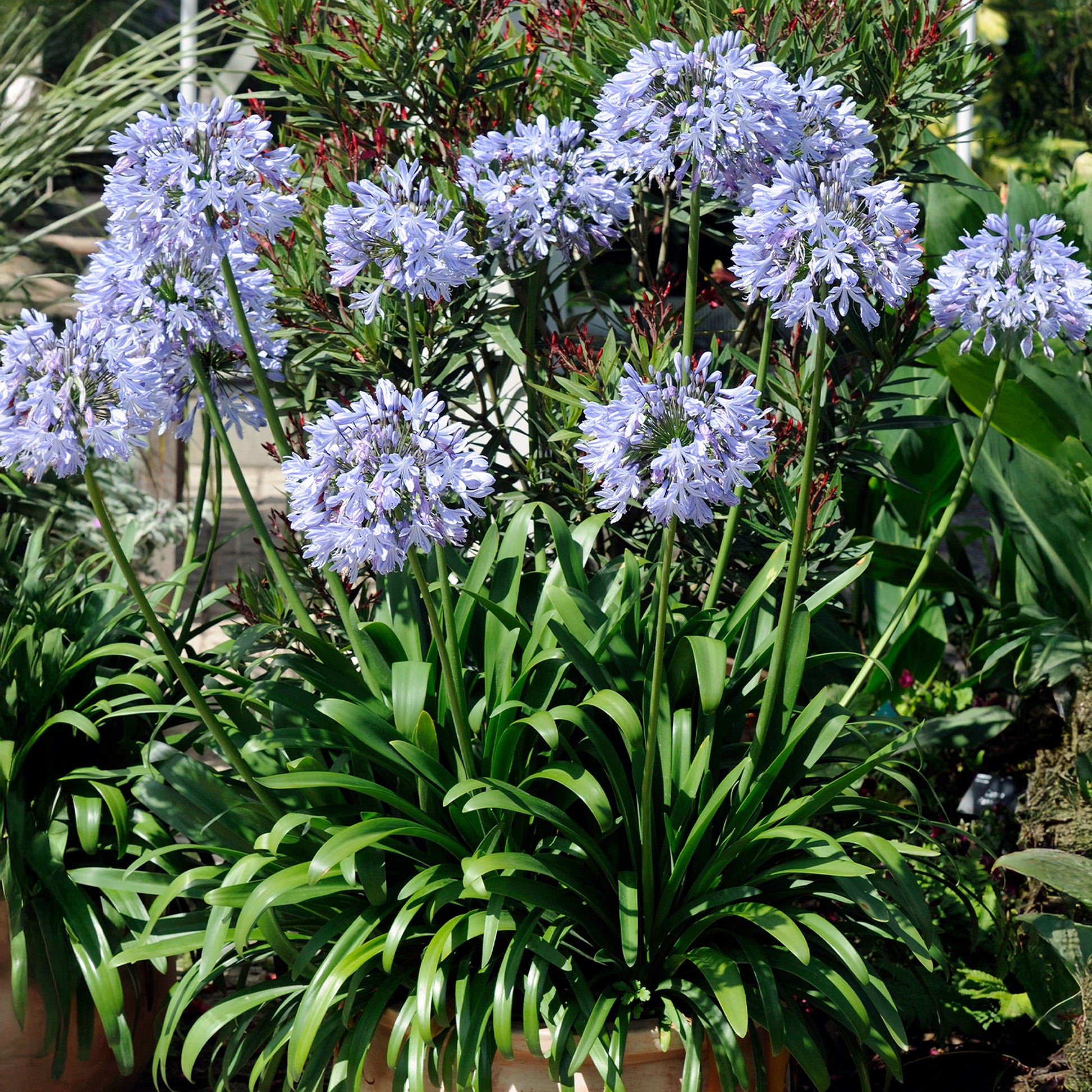 Blaue Schmucklilie (x3) - Bakker