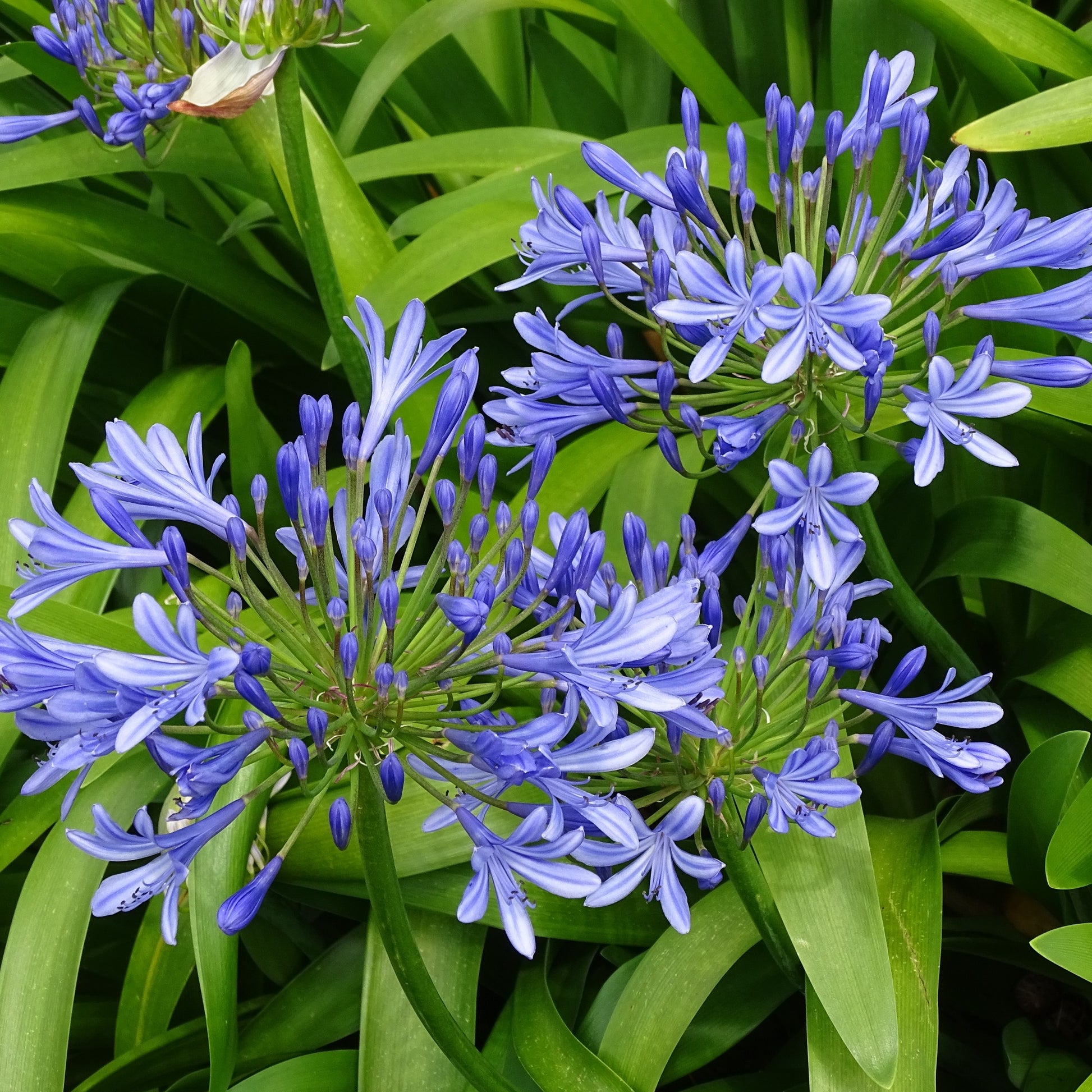 Blaue Schmucklilie (x3) - Agapanthus umbellatus - Bakker