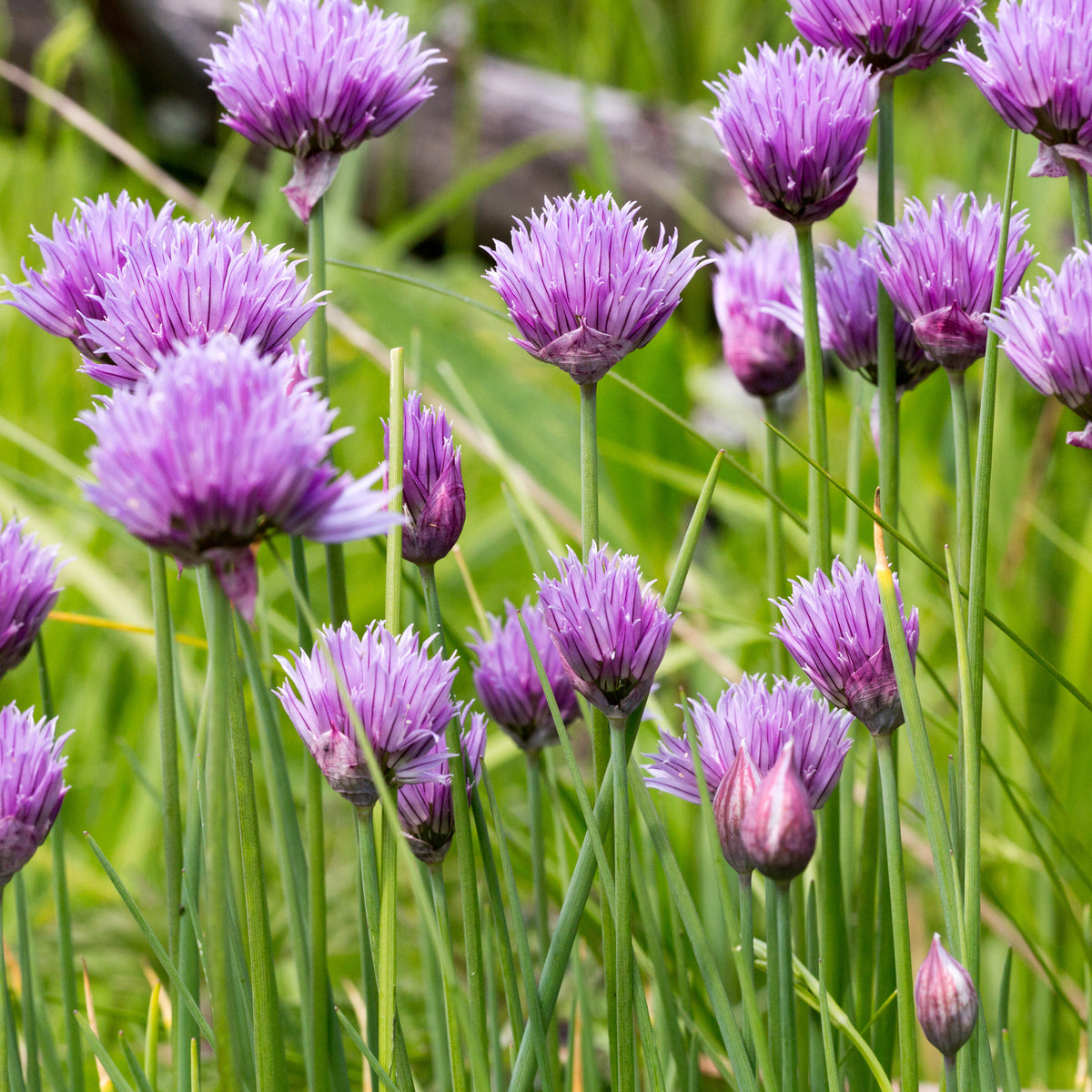 Kräutersamen - Schnittlauch - Allium schoenoprasum