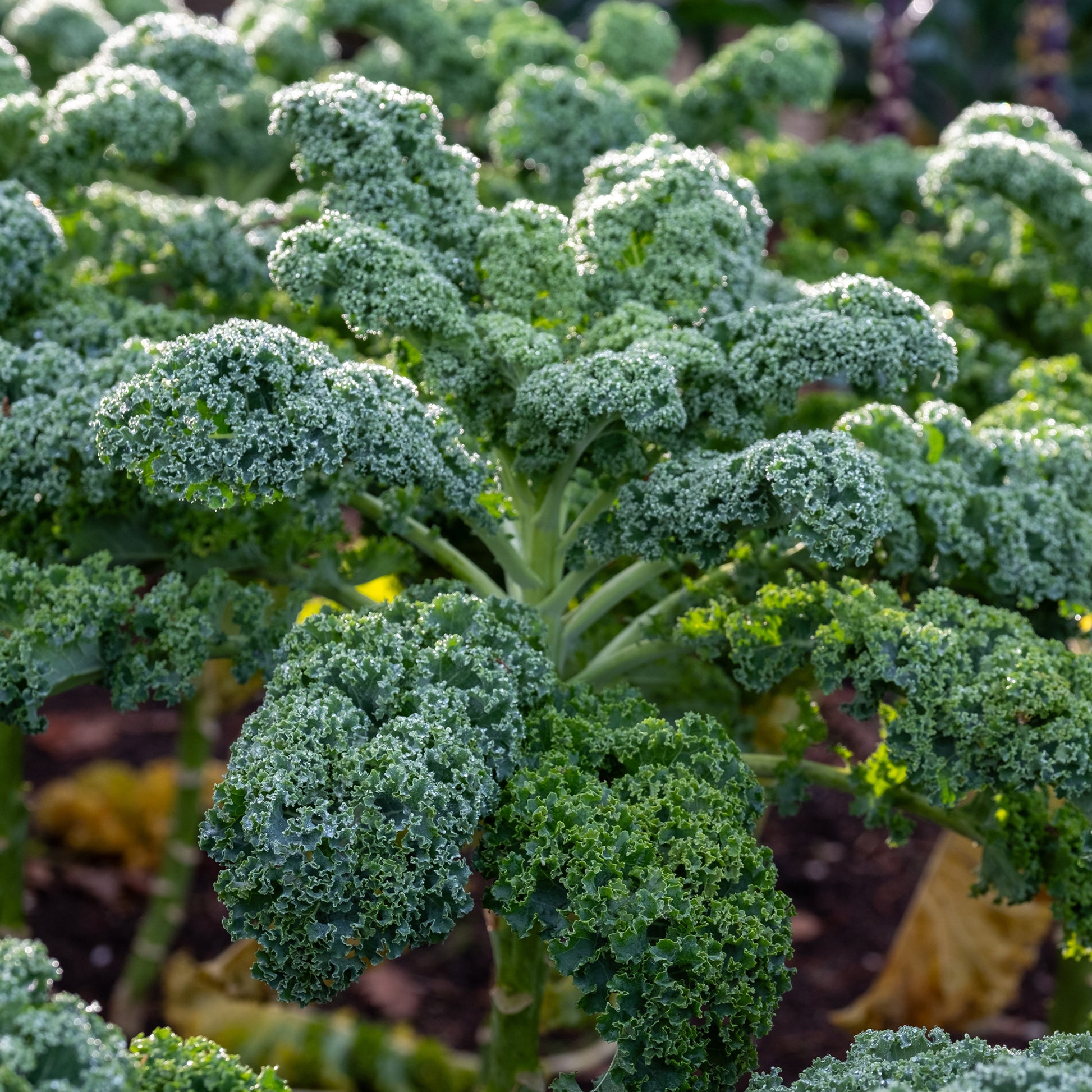 Wirsing ‚Westlandse Herbst‘ - Brassica oleracea sabauda Westlandse Herfst Kale - Bakker
