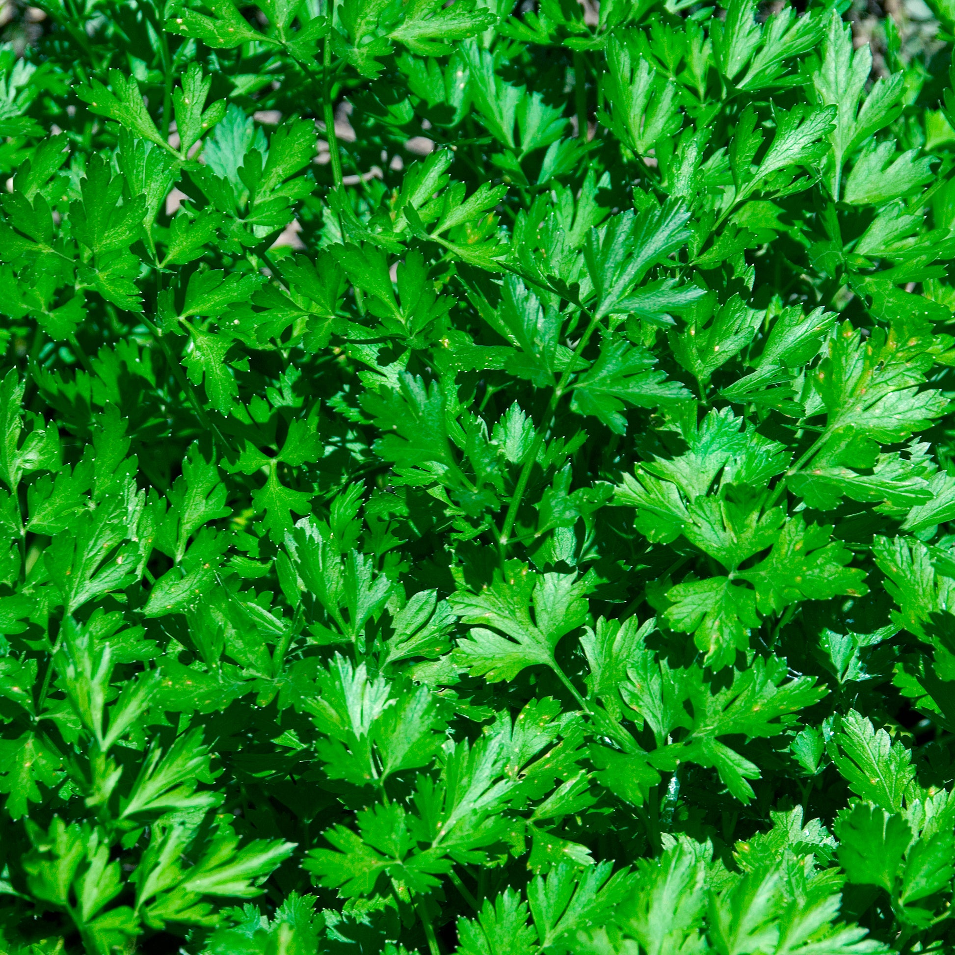 Petersilie Commun 2 - Petroselinum crispum Commun 2 - Bakker