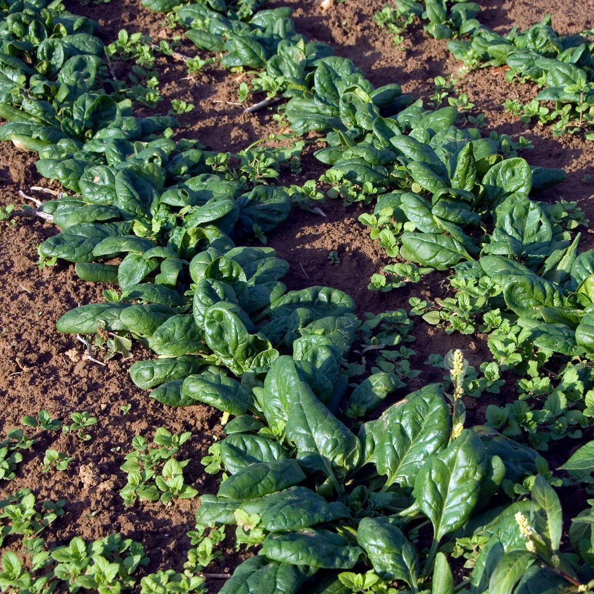 Spinat 'Nores' - Beta vulgaris nores - Bakker