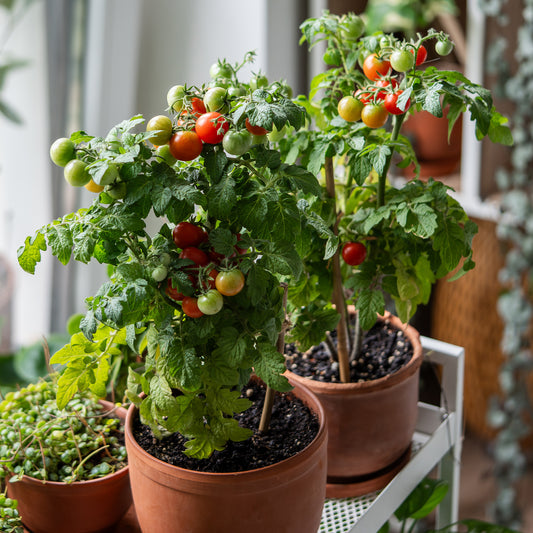 Kirschtomate ‘Tiny Tim’ - Bakker