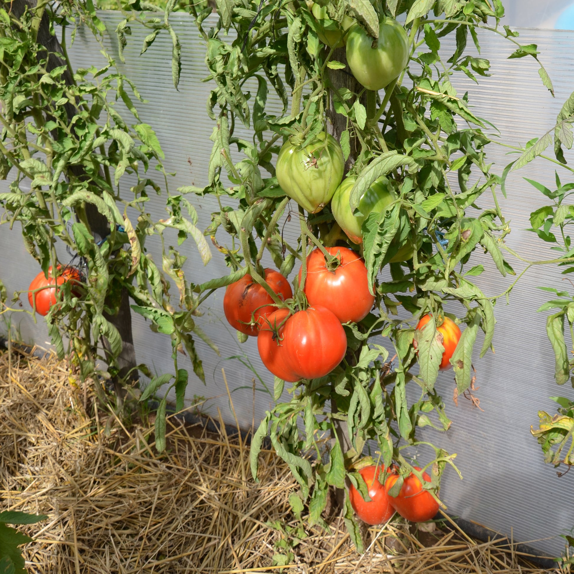 Solanum lycopersicum coeur de boeuf - Fleischtomate 'Ochsenherz' - Samen für Tomaten