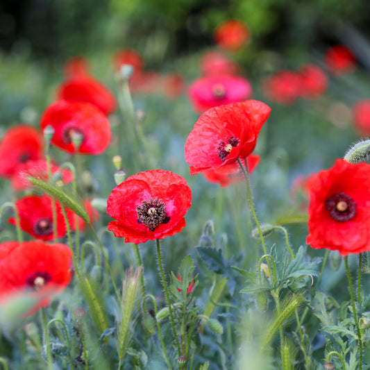 Klatschmohn ‘Red Corn Poppy’ Bio - Bakker
