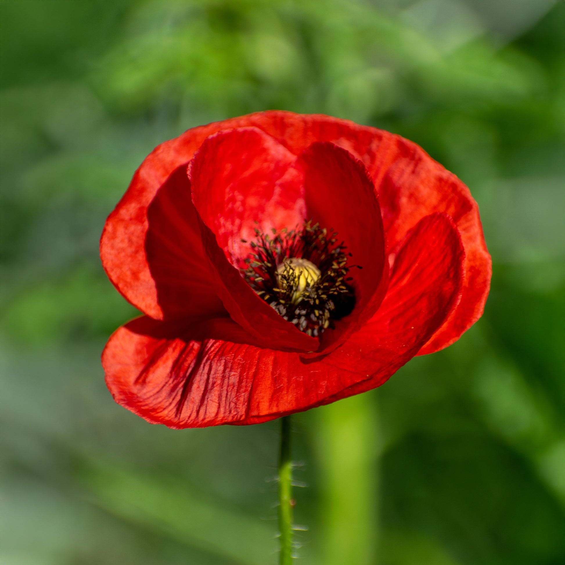 Klatschmohn ‘Red Corn Poppy’ Bio - Papaver rhoeas red corn poppy - Bakker