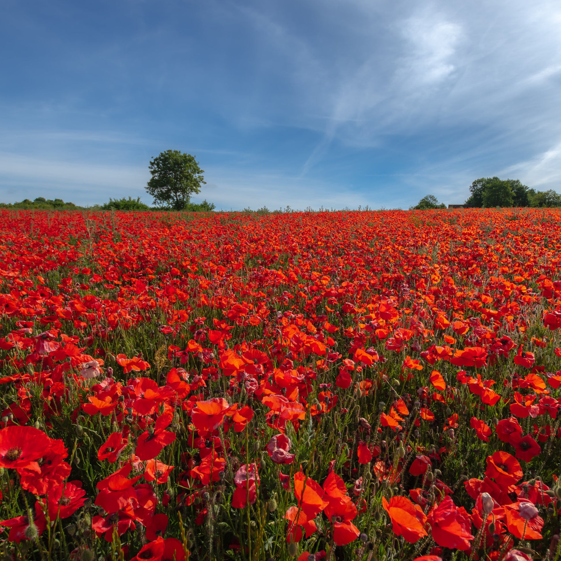 Verkauf Klatschmohn ‘Red Corn Poppy’ Bio
