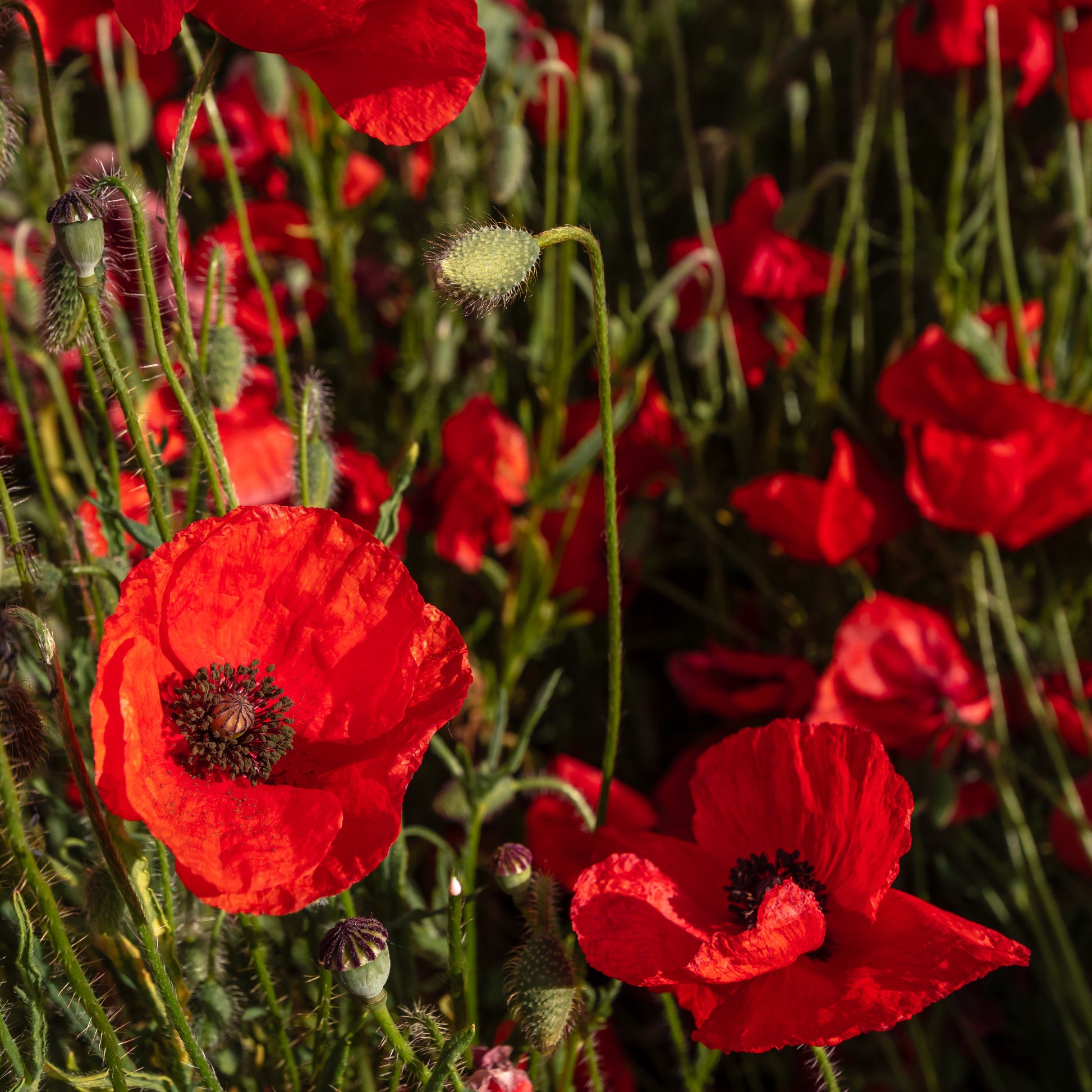 Verkauf Klatschmohn ‘Red Corn Poppy’ Bio - Papaver rhoeas red corn poppy