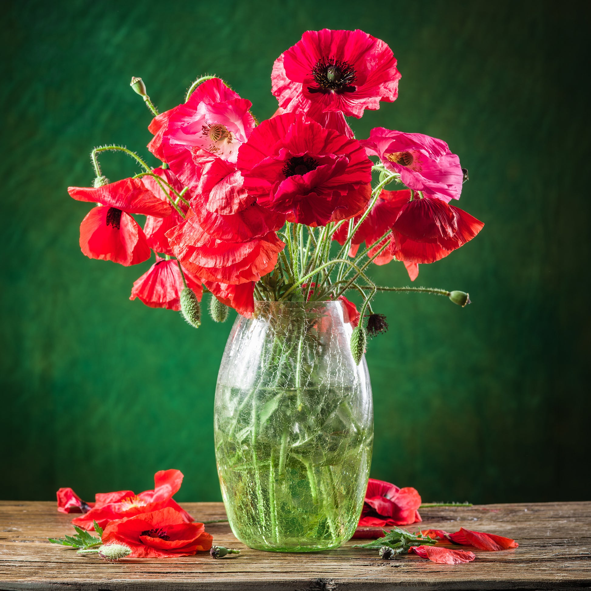 Klatschmohn ‘Red Corn Poppy’ Bio - Samen für einjährige Blumen - Bakker