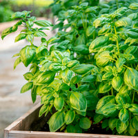 Bio-Kräuter - Basilikum 'Genovese' Bio - Ocimum basilicum genovese