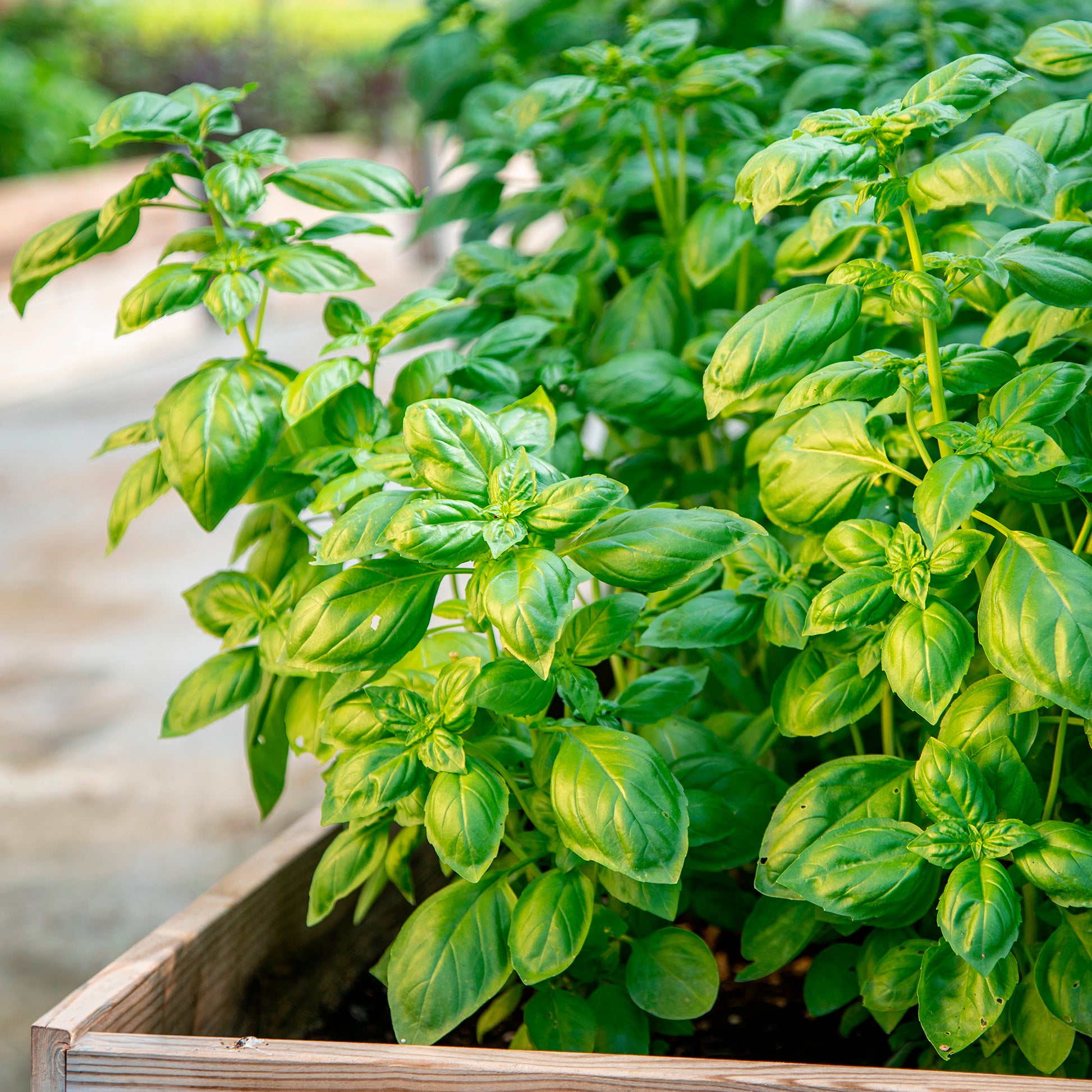 Bio-Kräuter - Basilikum 'Genovese' Bio - Ocimum basilicum genovese
