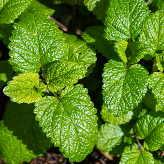 Zitronenmelisse Melissa officinalis - Bakker