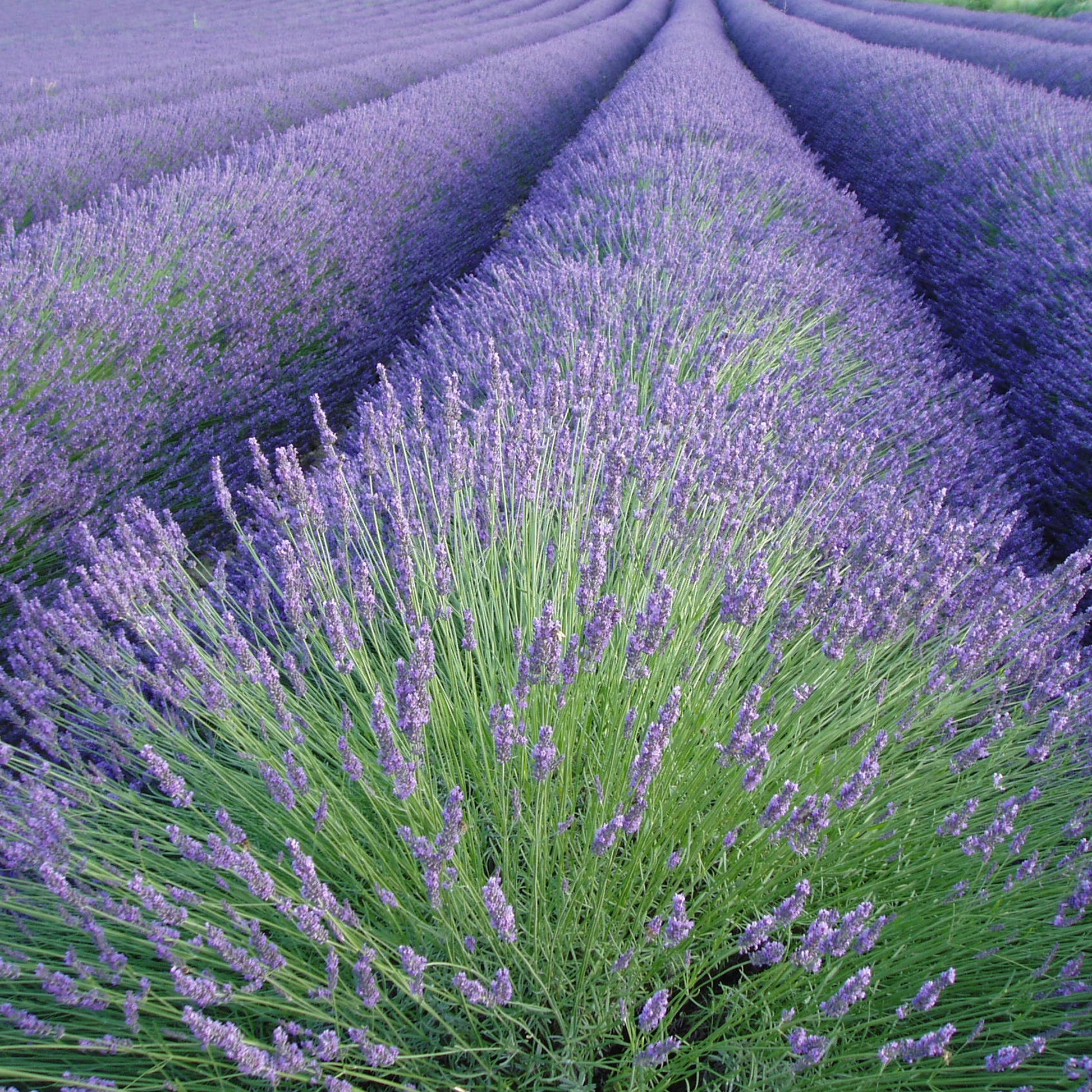 Lavendel - Lavandula angustifolia - Bakker