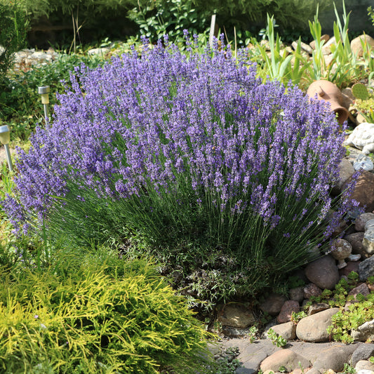 Lavendel - Bakker