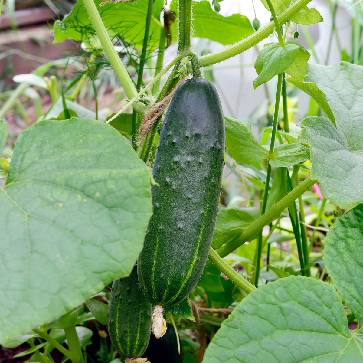 Gurke Cucumis 'Marketmore' - Cucumis sativus marketmore - Bakker