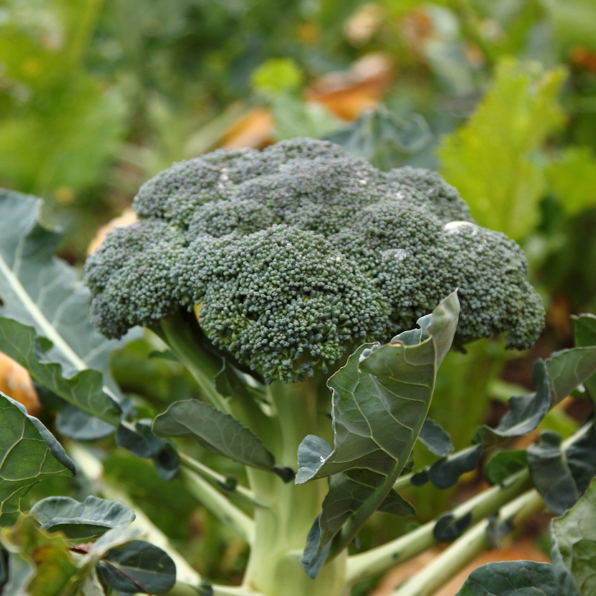 Brokkoli ‘Calabrese Natalino’ - Brassica oleracea Calabrese Natalino - Bakker