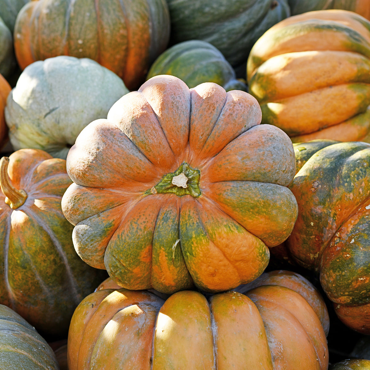 Moschuskürbis ‘Musquée de Provence’ Bio - Cucurbita maxima musquée de provence - Bakker