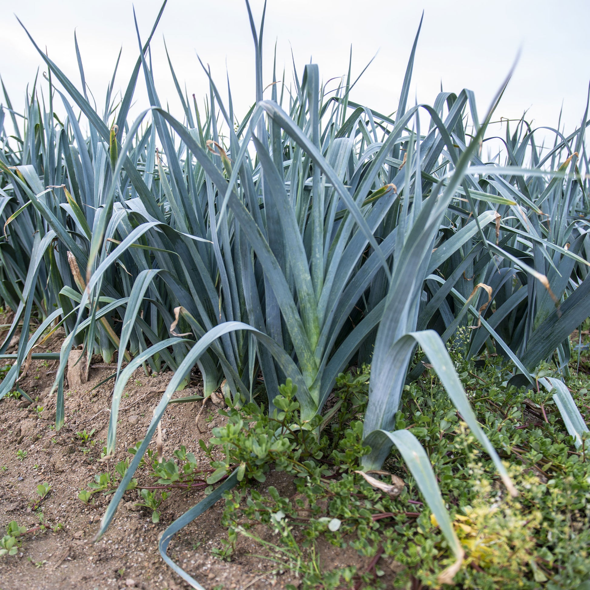 Porree 'Monstrueux de Carentan 2' - Allium porrum monstrueux de carentan 2 (30 g) - Bakker