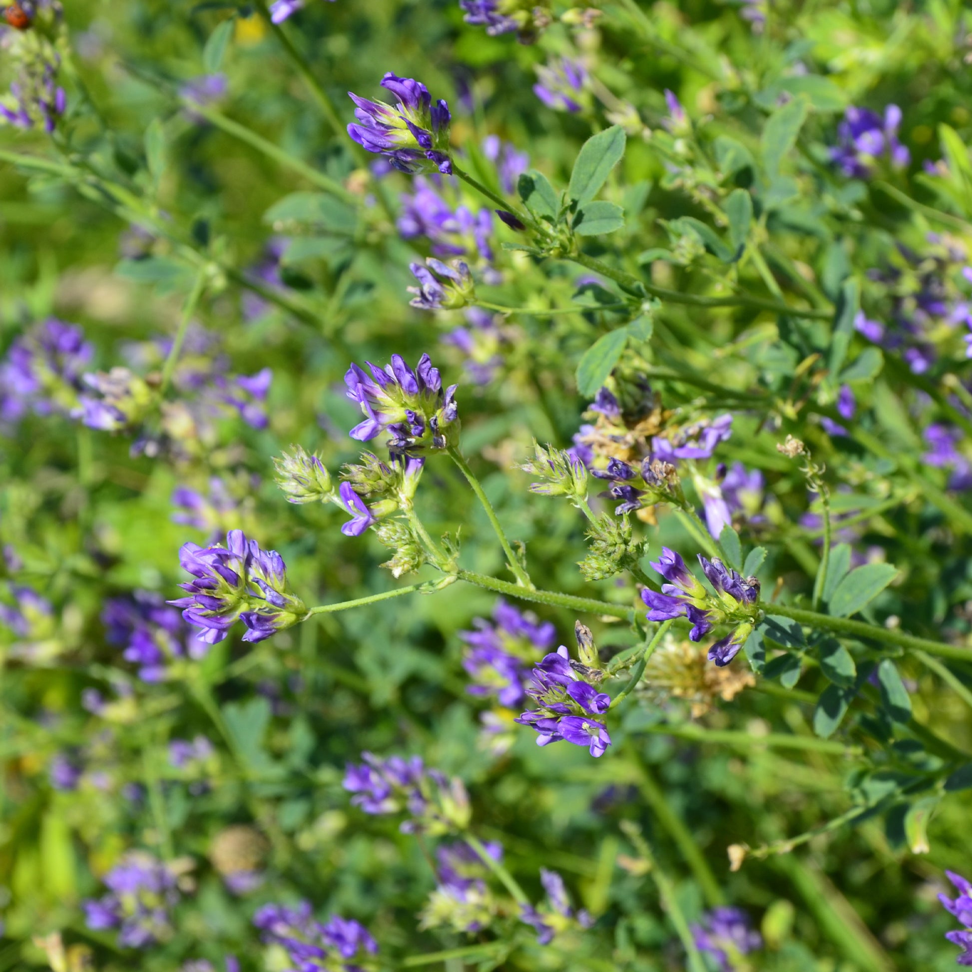 Sprossen - Luzerne - Medicago sativa