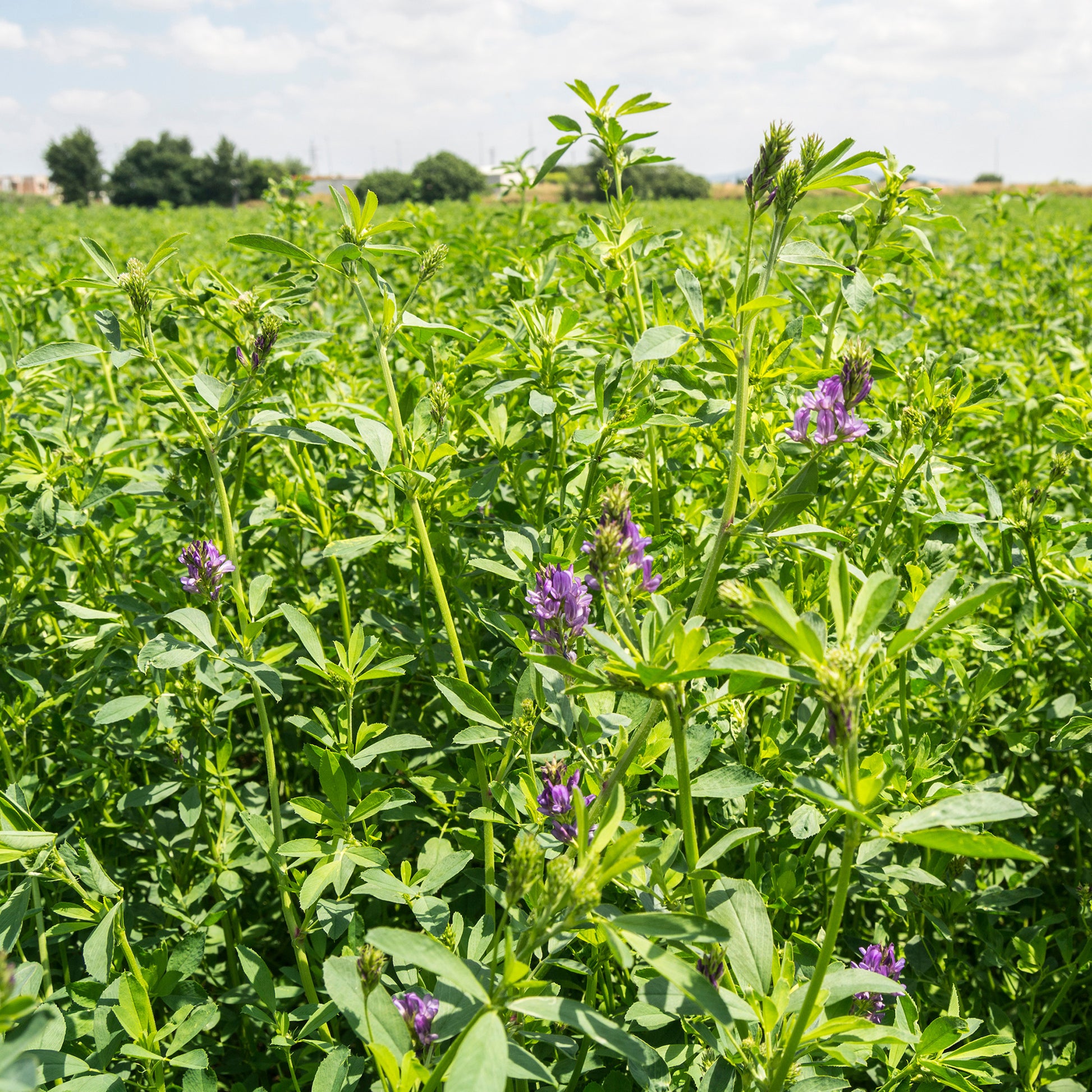 Medicago sativa - Luzerne - Sprossen