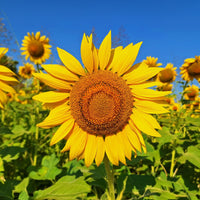 Sonnenblume 'Giganteus' - Helianthus annuus giganteus - Bakker