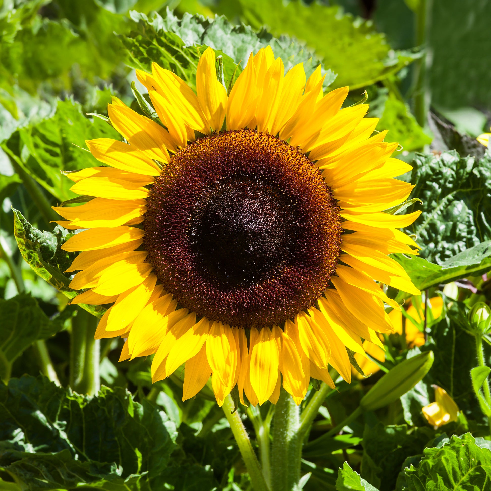 Sonnenblume 'Giganteus' - Bakker