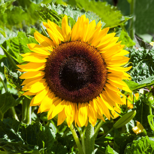 Sonnenblume 'Giganteus' - Bakker